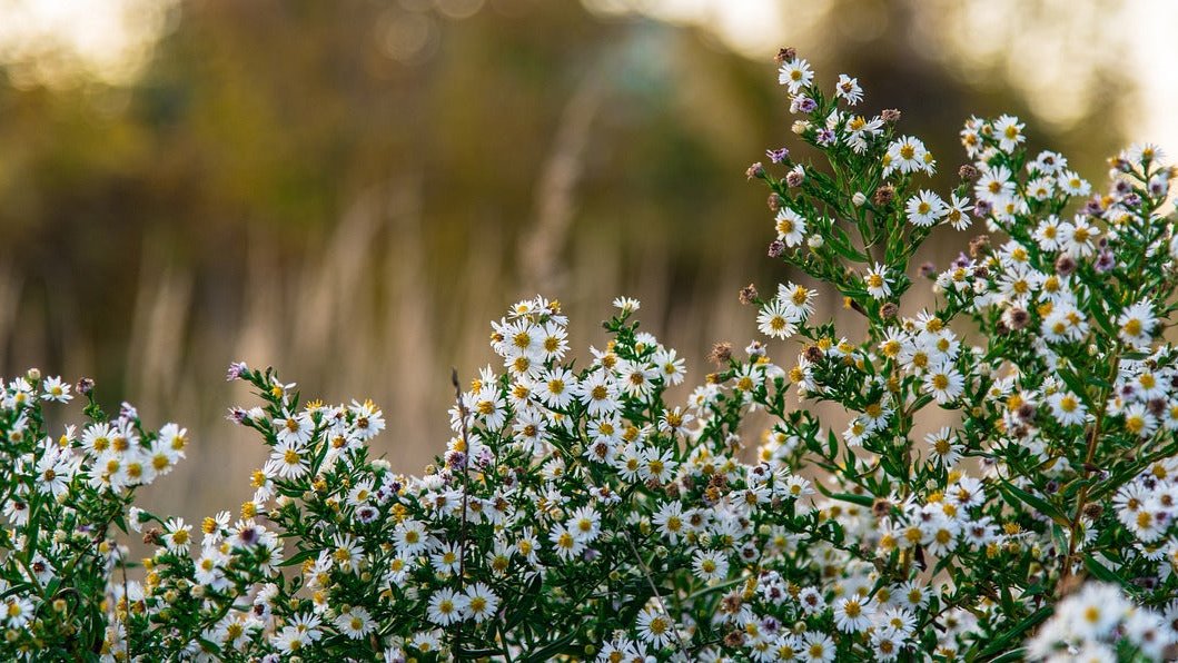 Petals & Posies