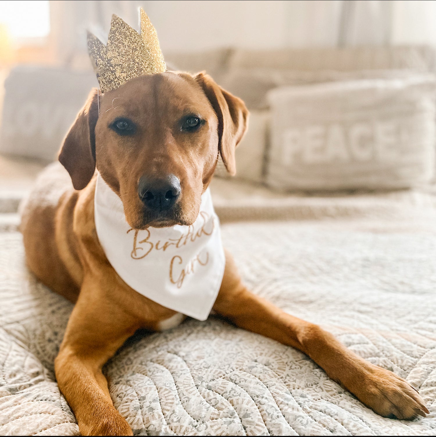 Golden Pawty Set (Bandana + Crown)